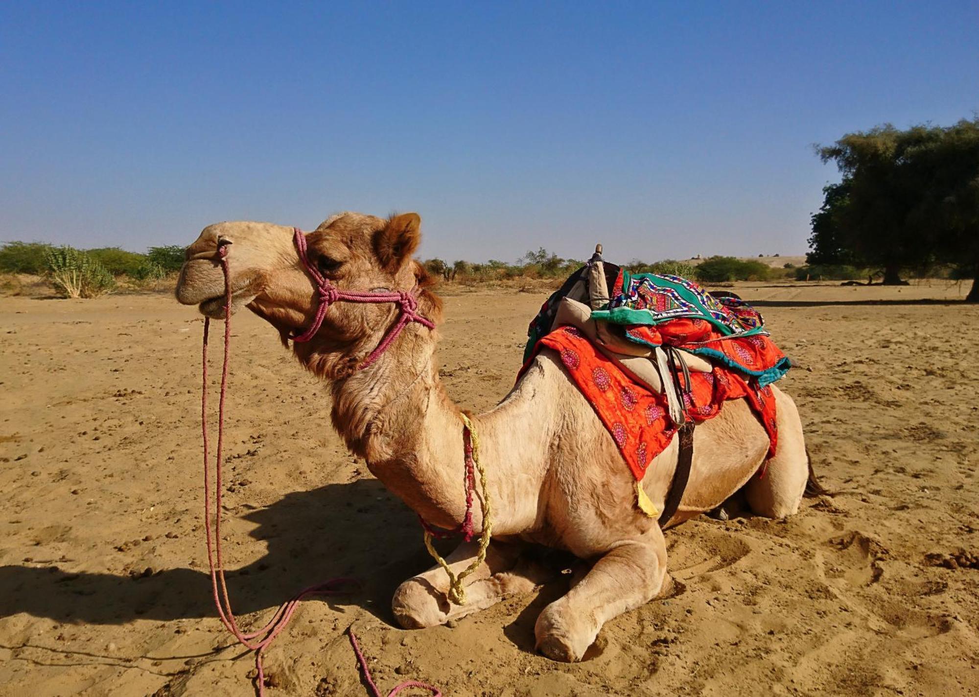 Hotel Royal Jaisalmer Extérieur photo